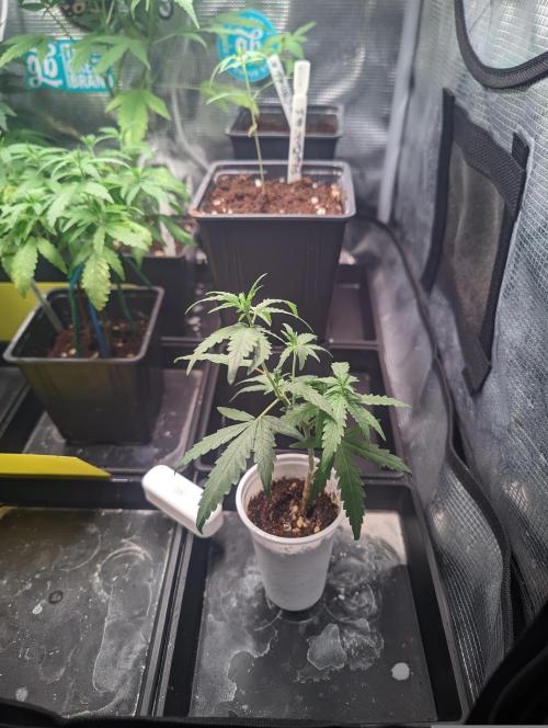 💚Carpa de esquejes y sus cuidados 💚. Week 7