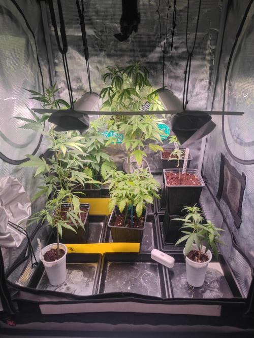 💚Carpa de esquejes y sus cuidados 💚. Week 7