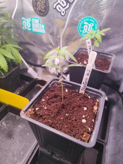 💚Carpa de esquejes y sus cuidados 💚. Week 7