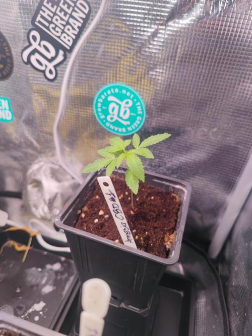 💚Carpa de esquejes y sus cuidados 💚. Week 7