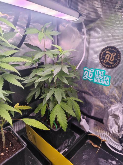 💚Carpa de esquejes y sus cuidados 💚. Week 7