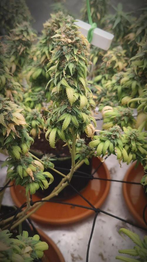 14/14 Oreoz FEM "GB SEEDS"