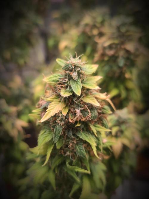 14/14 Oreoz FEM "GB SEEDS". Week 24