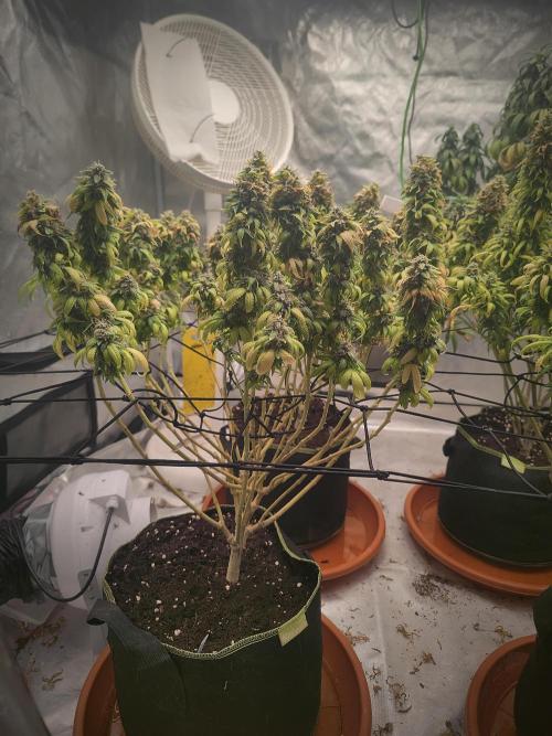 14/14 Oreoz FEM "GB SEEDS". Week 24
