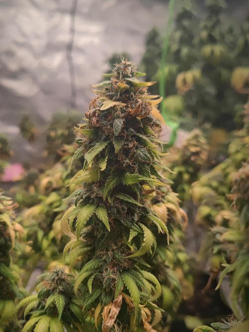 14/14 Oreoz FEM "GB SEEDS". Week 24