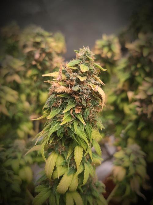 14/14 Oreoz FEM "GB SEEDS". Week 24