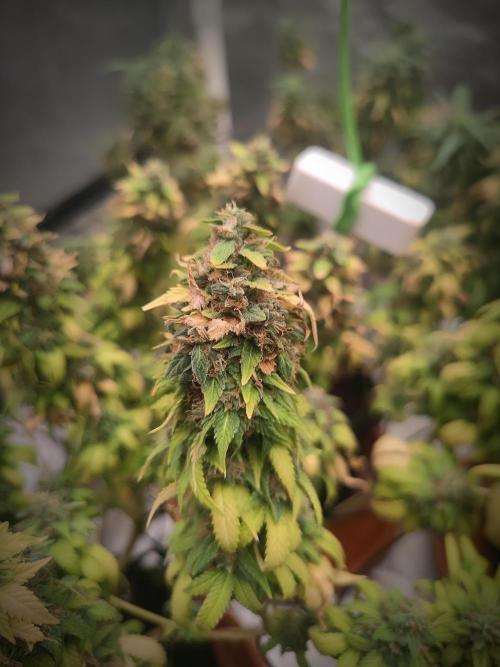 14/14 Oreoz FEM "GB SEEDS". Week 24