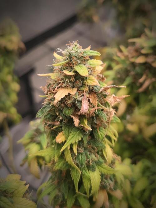 14/14 Oreoz FEM "GB SEEDS". Week 24