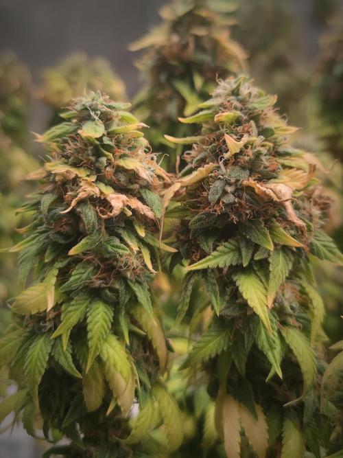 14/14 Oreoz FEM "GB SEEDS". Week 24