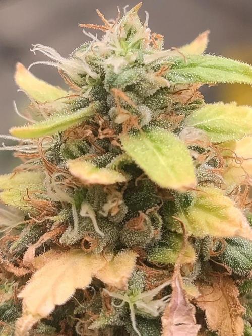 Oreoz. Week 24