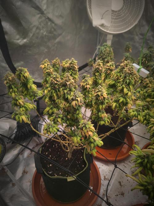 14/14 Oreoz FEM "GB SEEDS". Week 24