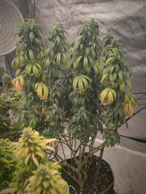 14/14 CRITICAL FEM "GB STRAINS". Week 24