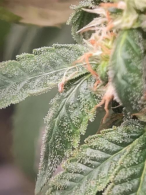 14/14 CRITICAL FEM "GB STRAINS". Week 24
