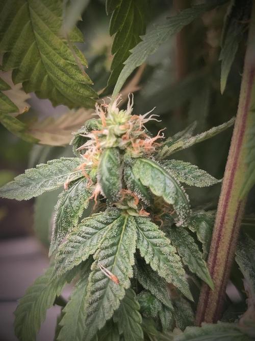 14/14 CRITICAL FEM "GB STRAINS". Week 24