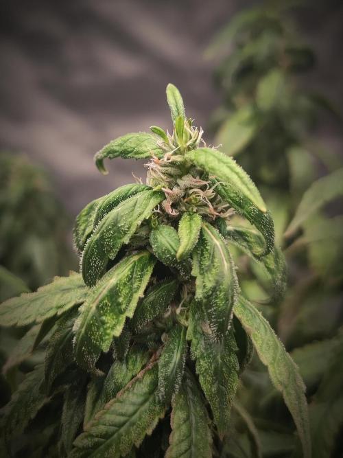 14/14 CRITICAL FEM "GB STRAINS". Week 24