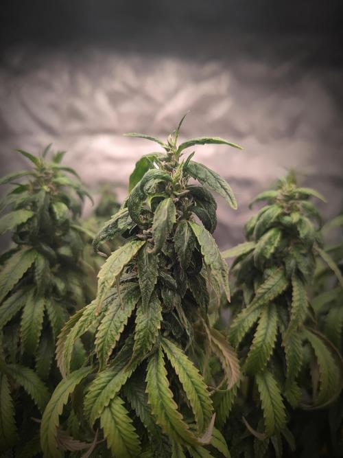 14/14 CRITICAL FEM "GB STRAINS". Week 24
