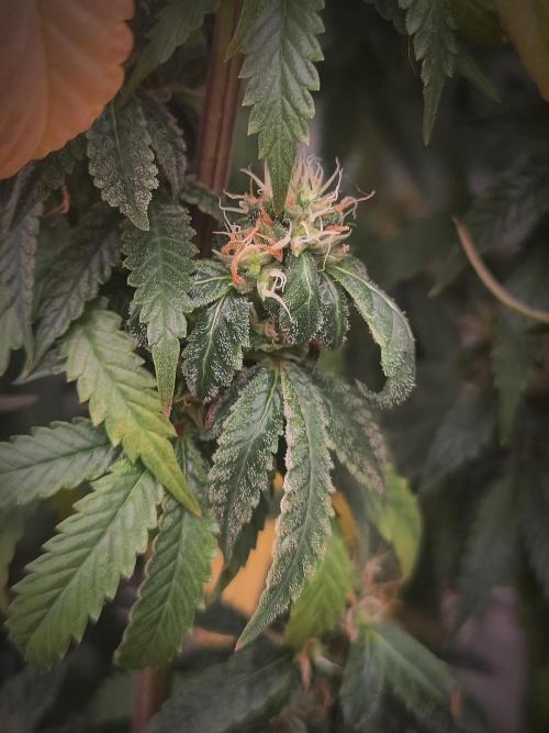 Critical. Week 24