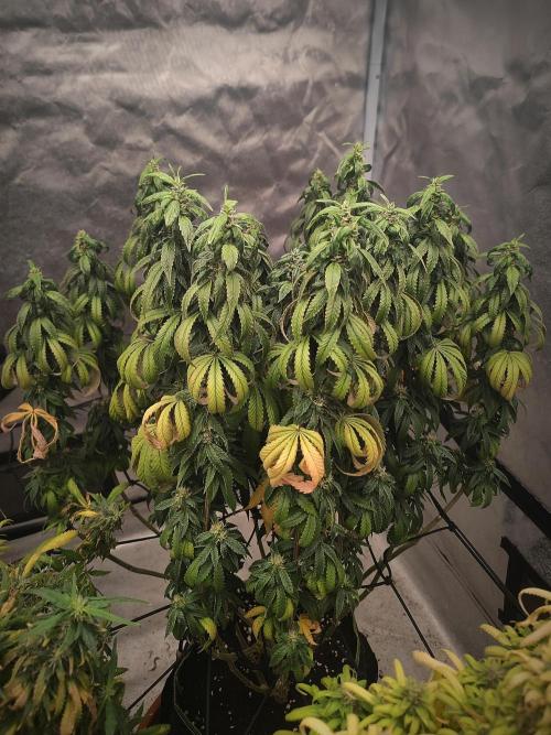 14/14 CRITICAL FEM "GB STRAINS". Week 24