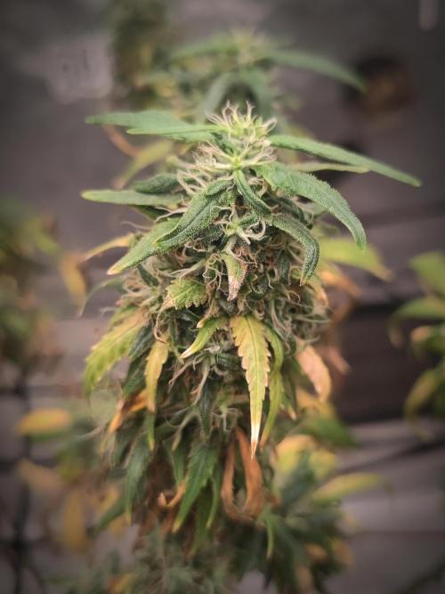 14/14 Kritical GB FEM "GB STRAINS". Week 24