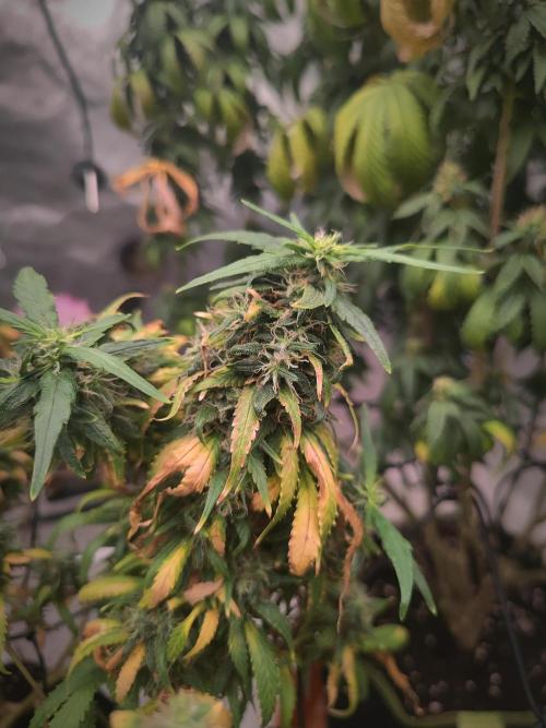 14/14 Kritical GB FEM "GB STRAINS". Week 24
