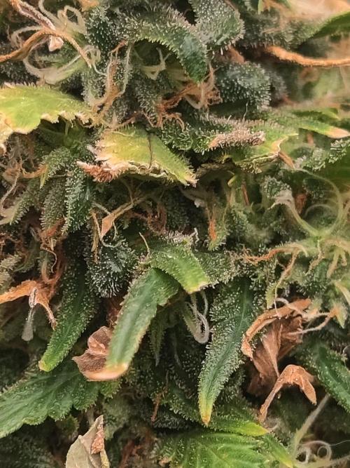 14/14 Kritical GB FEM "GB STRAINS". Week 24