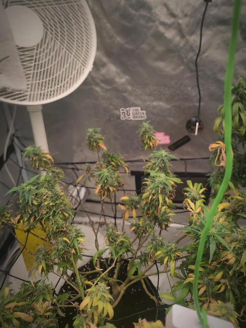 14/14 Kritical GB FEM "GB STRAINS". Week 24