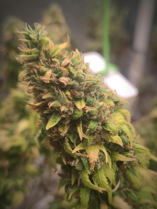 Pakistan Valley Early Harvest. Week 25