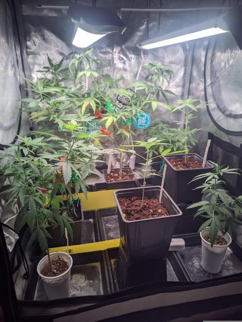 💚Carpa de esquejes y sus cuidados 💚. Week 8