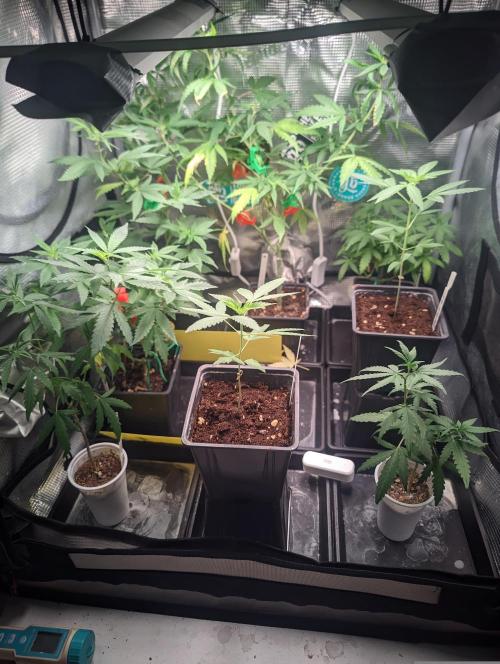 💚Carpa de esquejes y sus cuidados 💚. Week 8