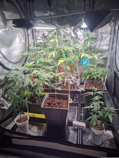 💚Carpa de esquejes y sus cuidados 💚. Week 8
