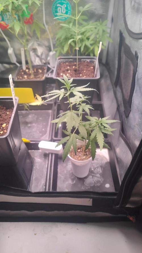 💚Carpa de esquejes y sus cuidados 💚