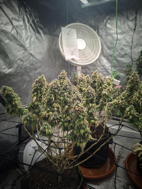 14/14 Oreoz FEM "GB SEEDS". Week 25