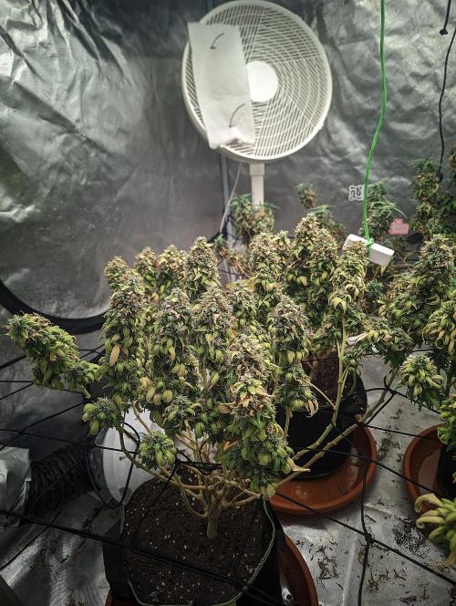 14/14 Oreoz FEM "GB SEEDS". Week 25