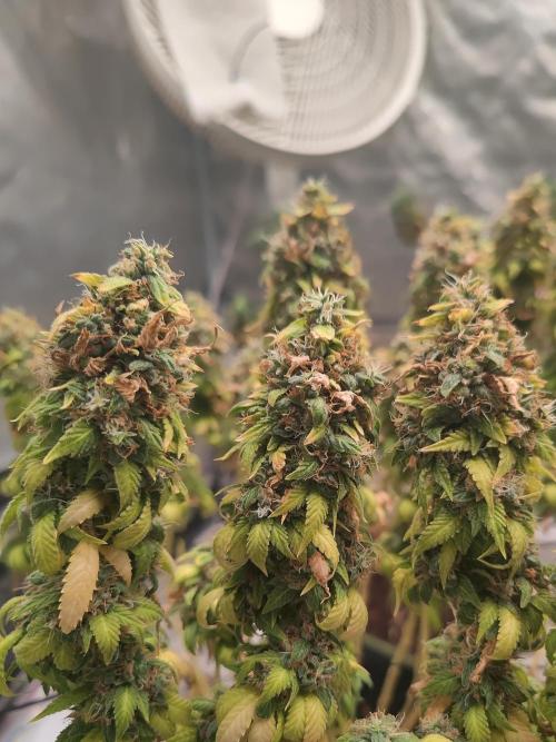 14/14 Oreoz FEM "GB SEEDS". Week 25