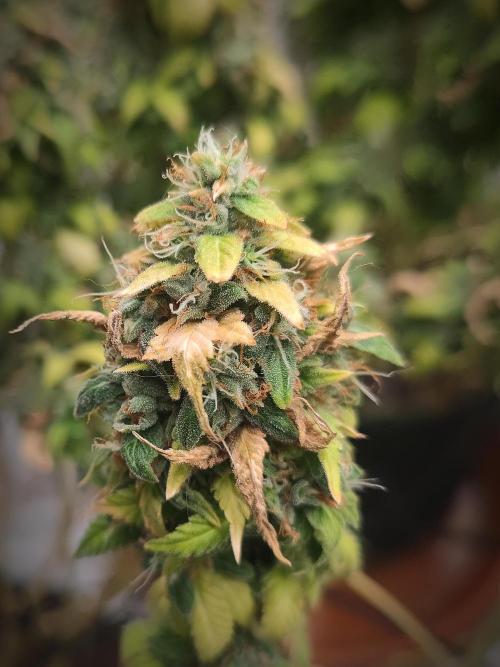 14/14 Oreoz FEM "GB SEEDS". Week 25