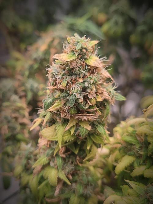 14/14 Oreoz FEM "GB SEEDS". Week 25