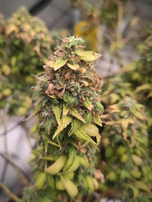 14/14 Oreoz FEM "GB SEEDS". Week 25