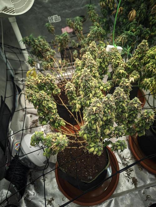 14/14 Oreoz FEM "GB SEEDS". Week 25