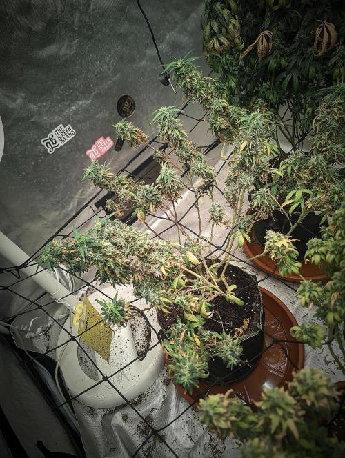 14/14 Kritical GB FEM "GB STRAINS". Week 25