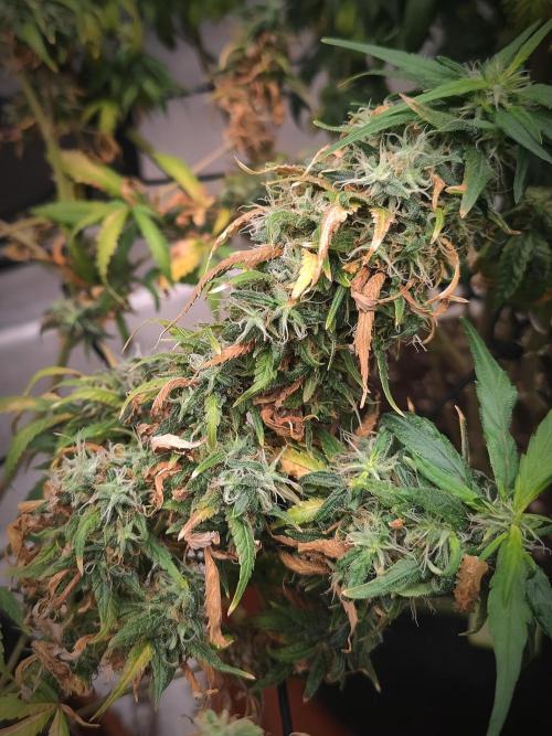 14/14 Kritical GB FEM "GB STRAINS". Week 25