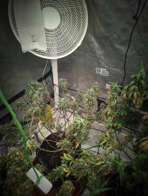 14/14 Kritical GB FEM "GB STRAINS". Week 25