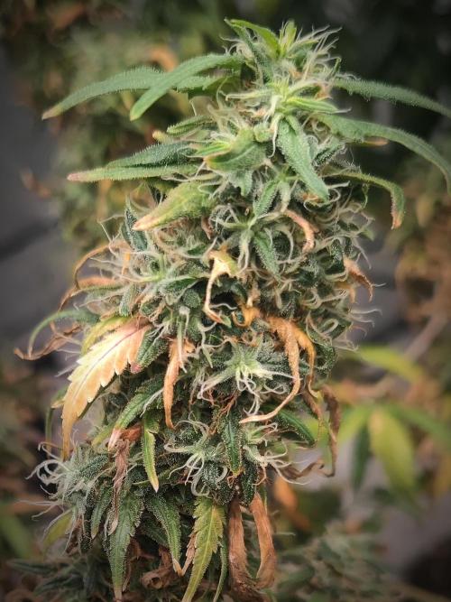 14/14 Kritical GB FEM "GB STRAINS". Week 25
