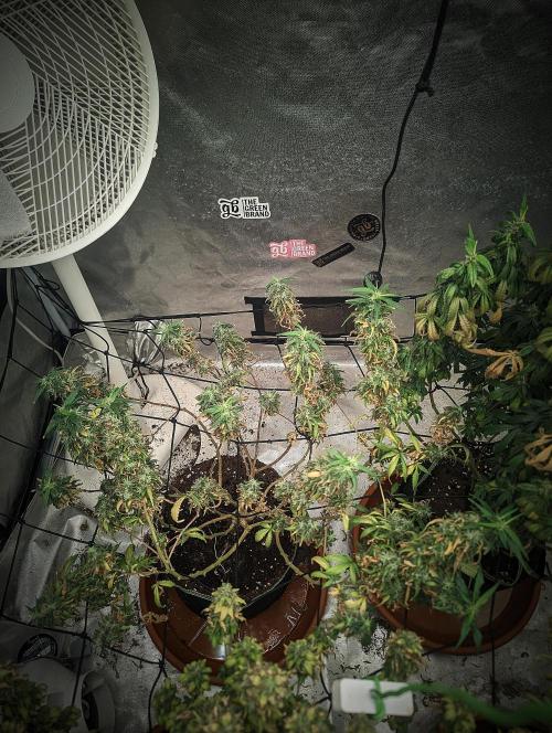 14/14 Kritical GB FEM "GB STRAINS". Week 25