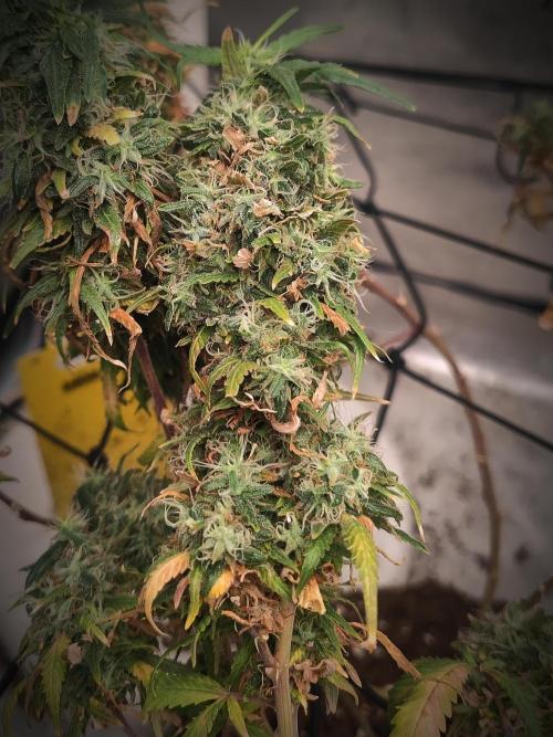 14/14 Kritical GB FEM "GB STRAINS". Week 25