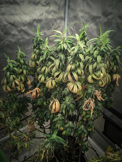 14/14 CRITICAL FEM "GB STRAINS". Week 25