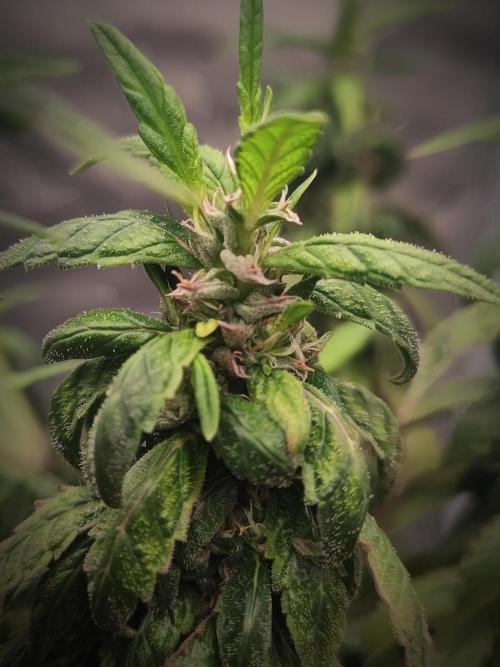 14/14 CRITICAL FEM "GB STRAINS". Week 25