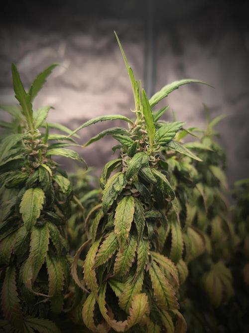 14/14 CRITICAL FEM "GB STRAINS". Week 25