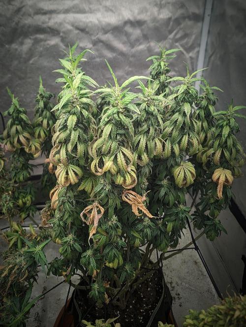 14/14 CRITICAL FEM "GB STRAINS". Week 25