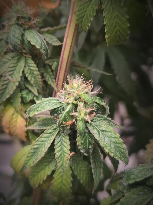 14/14 CRITICAL FEM "GB STRAINS". Week 25