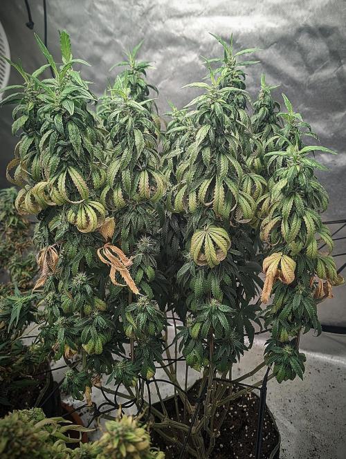 14/14 CRITICAL FEM "GB STRAINS". Week 25